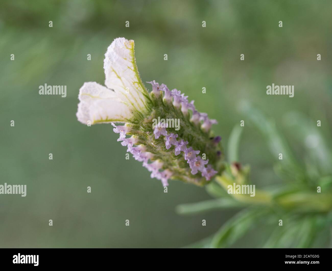 Flower macro, White and Purple Lavender, fragrant and calming edible