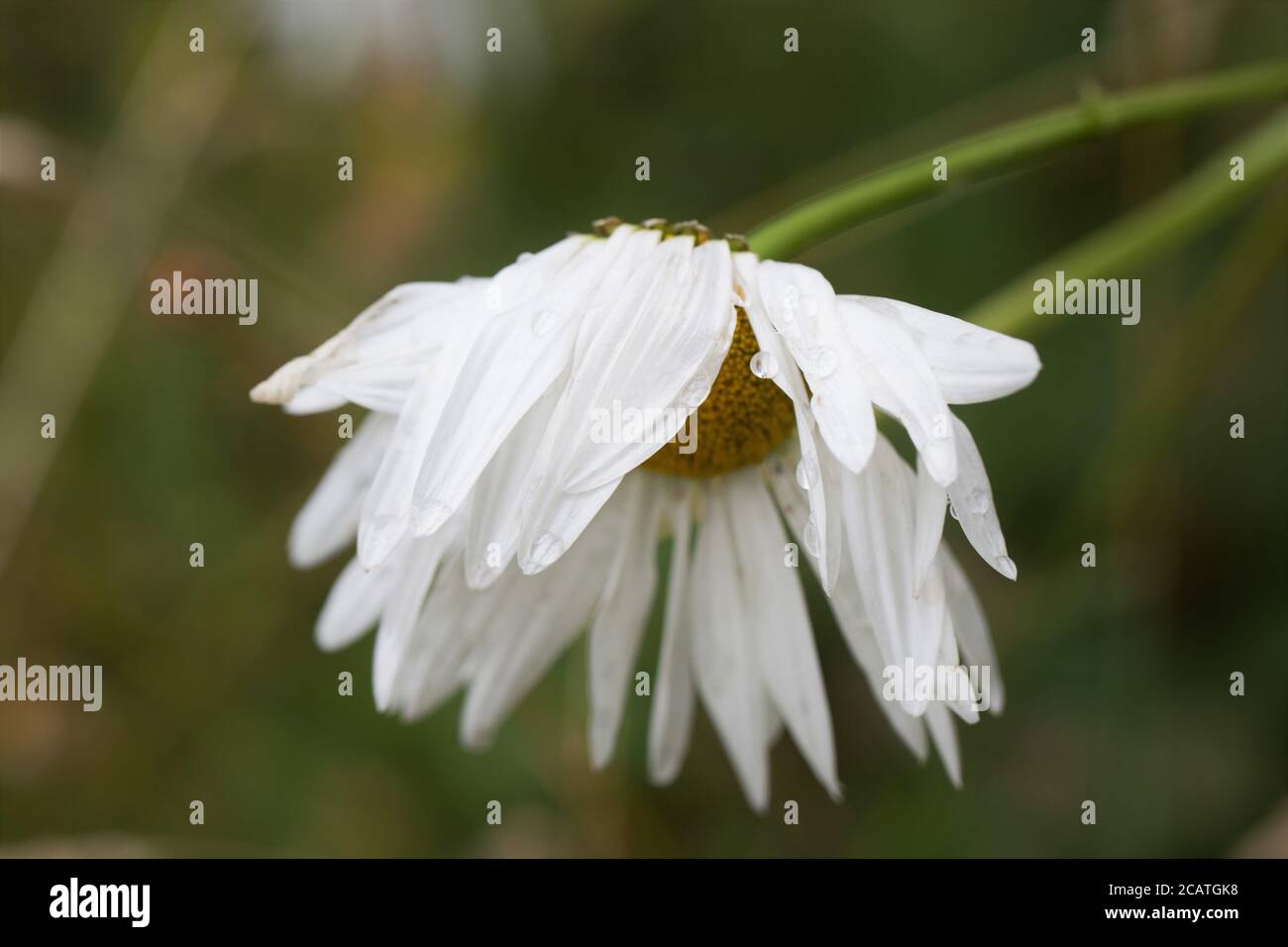 A dying daisy flower Stock Photo Alamy