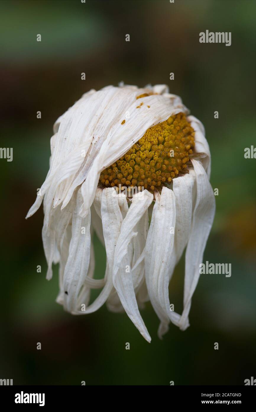 A dying daisy flower Stock Photo Alamy