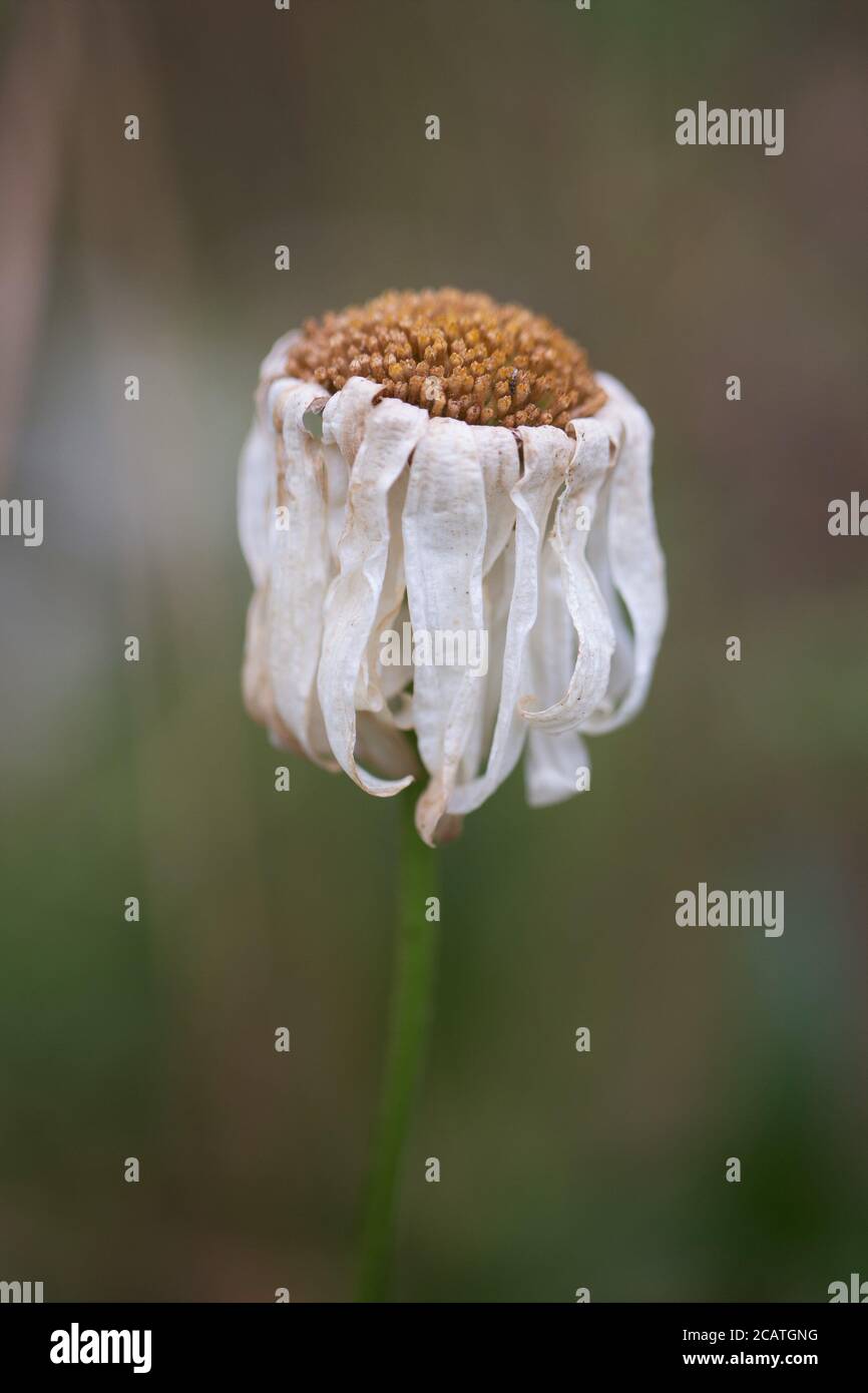A dying daisy flower Stock Photo Alamy