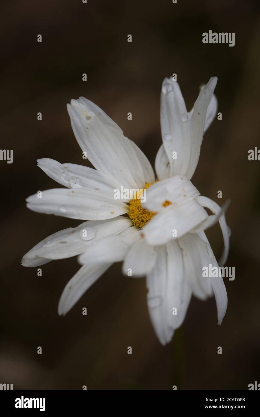 A dying daisy flower. Stock Photo