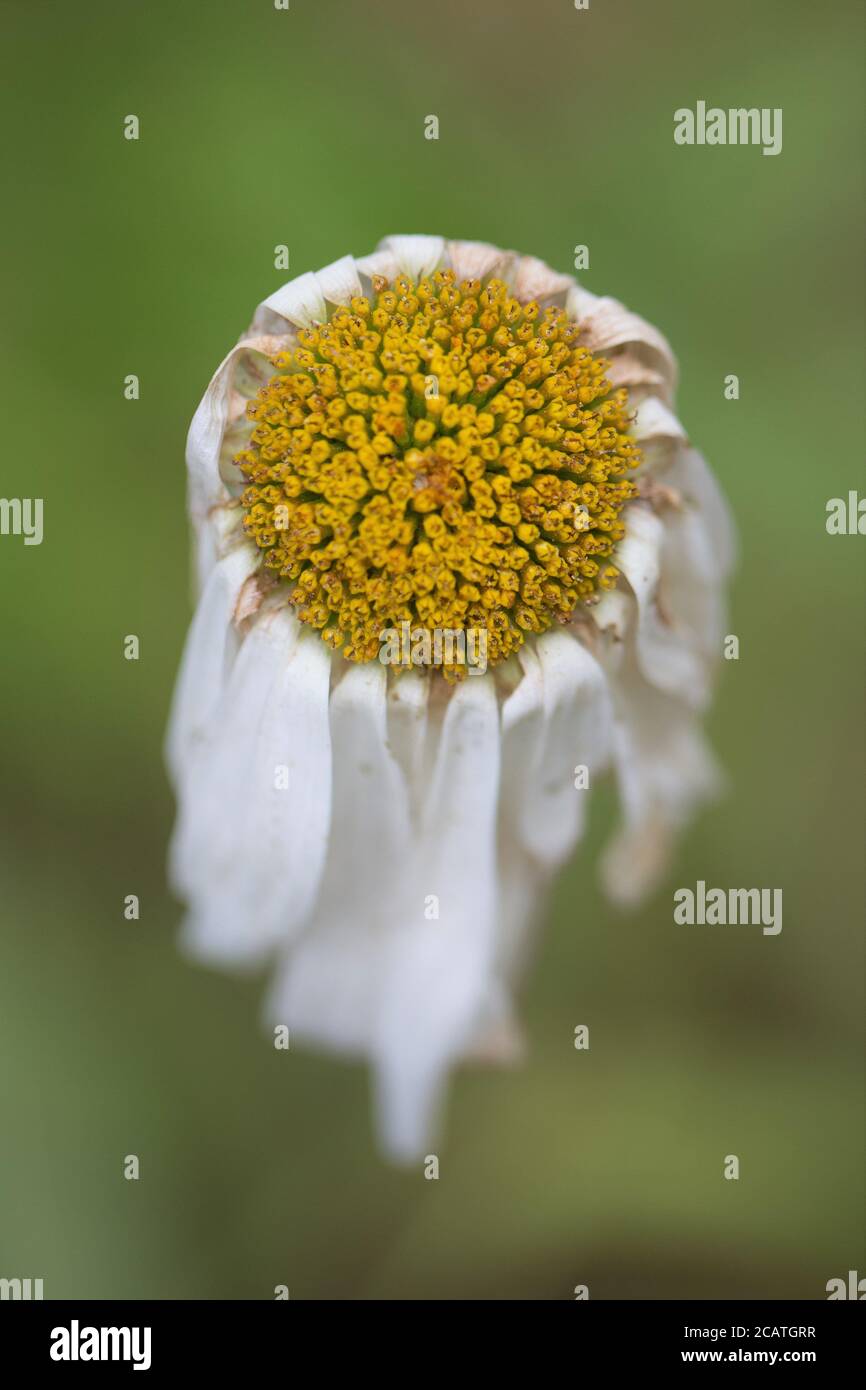 A dying daisy flower Stock Photo Alamy