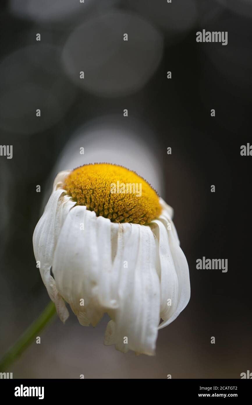 A dying daisy flower Stock Photo Alamy