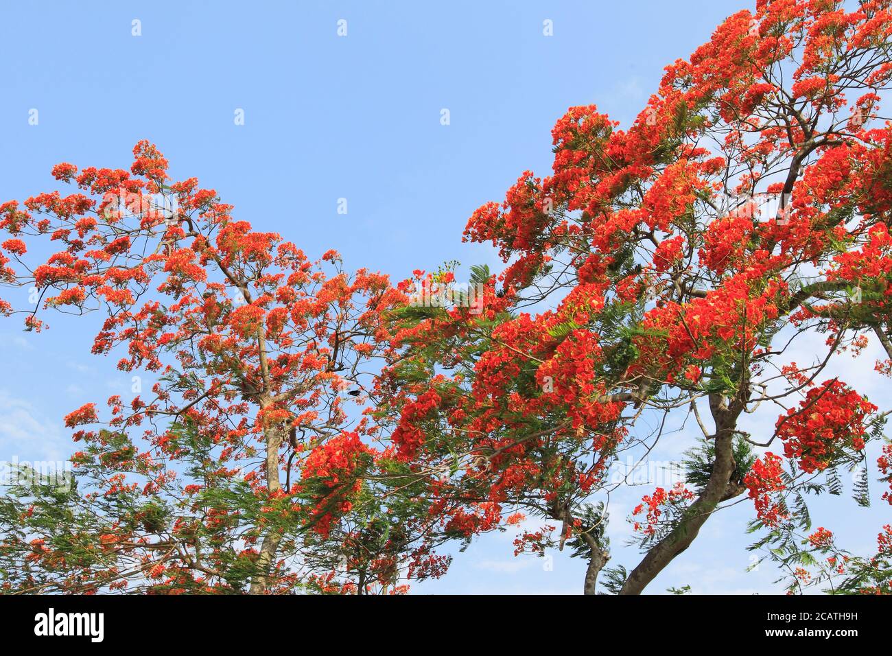 Krishnachura High Resolution Stock Photography and Images - Alamy Krishnachura High Resolution Stock Photography and Images - Alamy