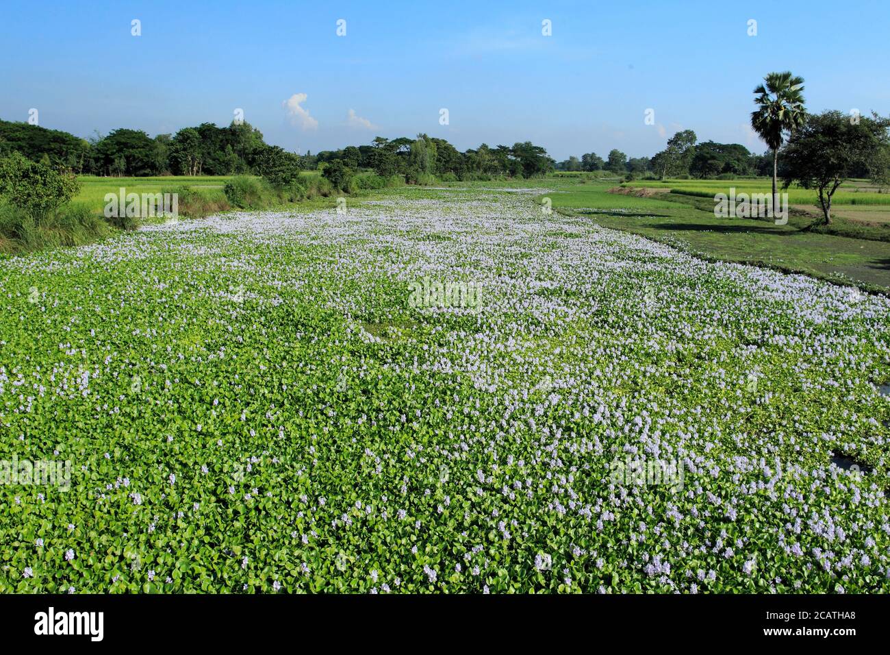 Water hyacinth flower, locally known as violet and white colored kochuripana phul with green leaf. Stock Photo