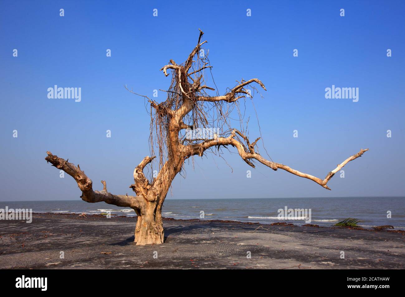 The Sundarbans, aftermath of cyclone Aila, a UNESCO World Heritage Site and a wildlife sanctuary. The largest littoral mangrove forest in the world. Stock Photo