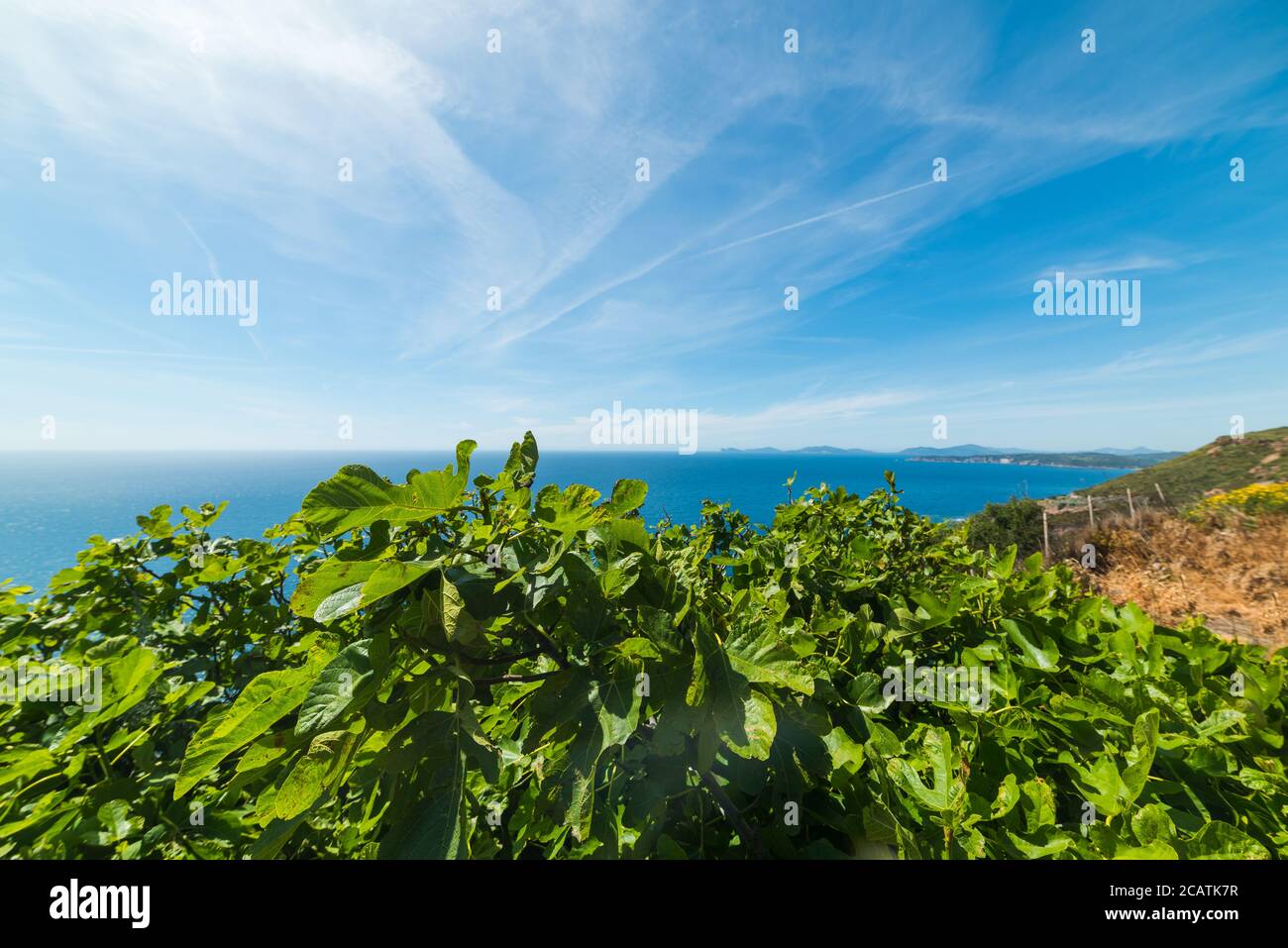 fig leaves by the shore under a blue sky with clouds Stock Photo - Alamy