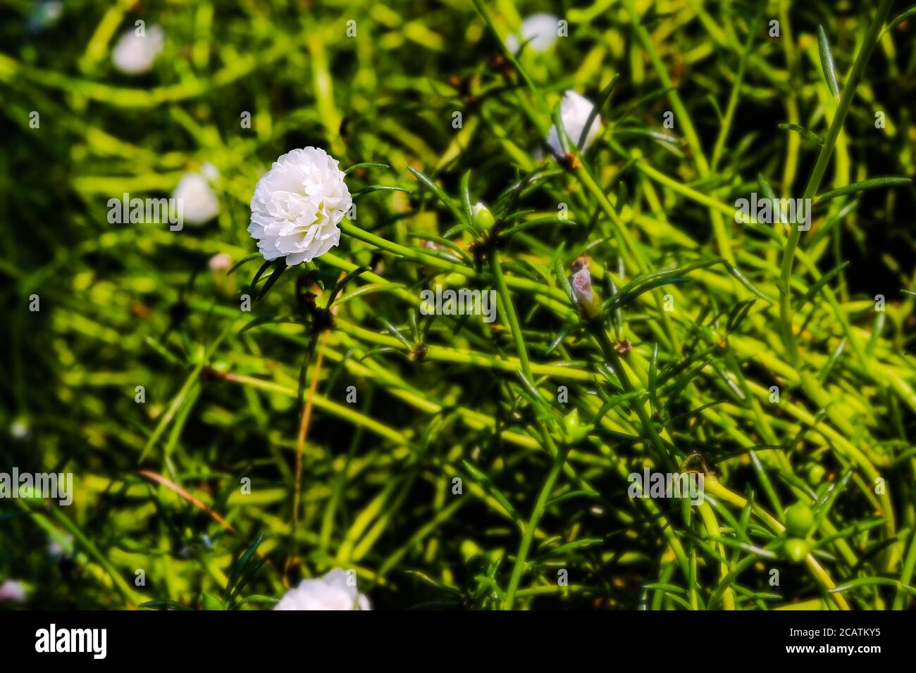 White Poaceae at national park, with green background Stock Photo