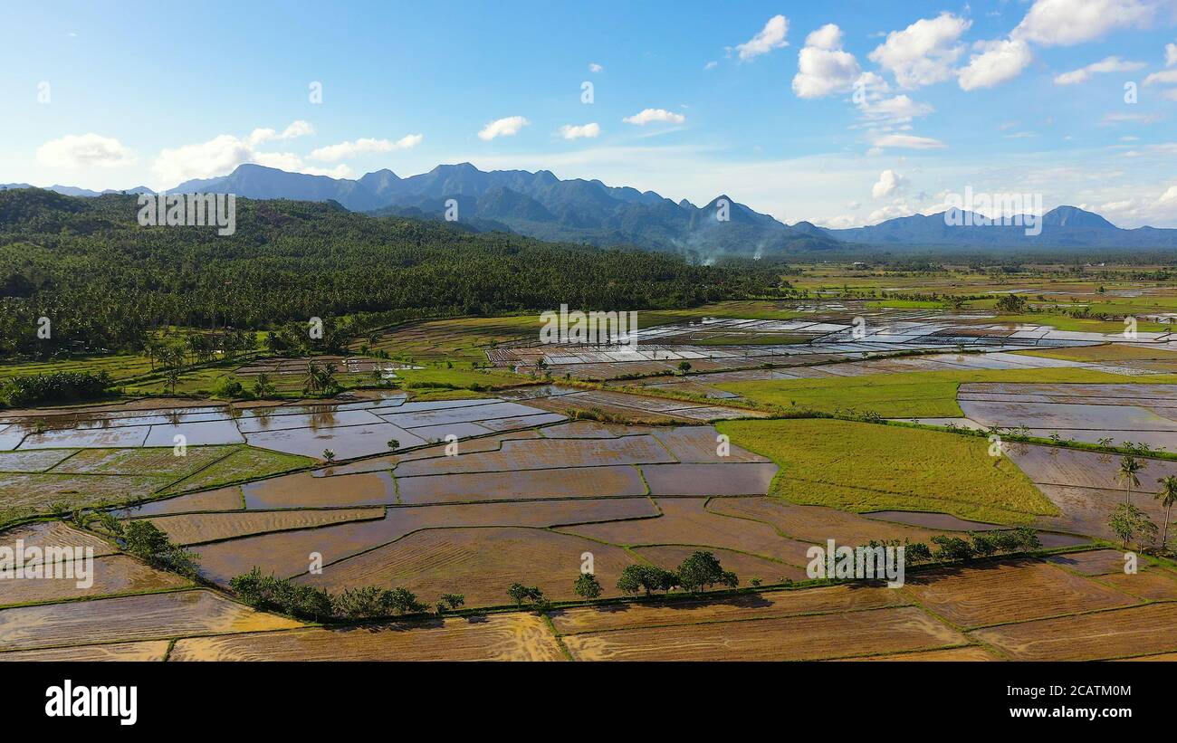 Leyte Rice Rice fields are flooded with water. Tropical landscape with fertile ...