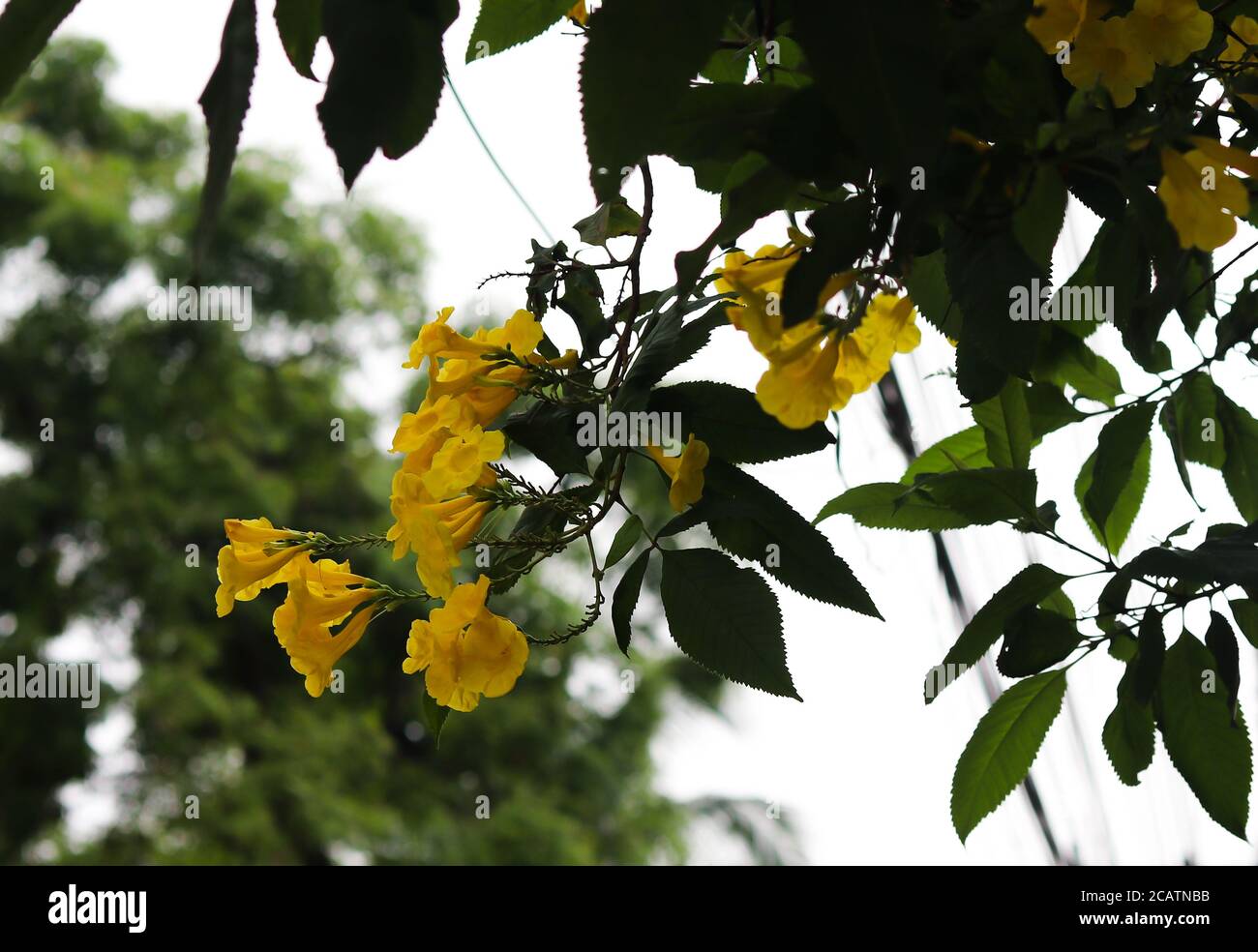 Yellow Chestnut leaf Trumpet bush, with bright Background Stock Photo