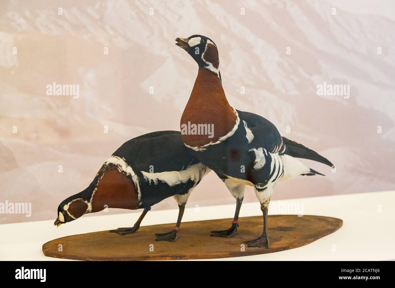Exhibition 'The animal kingdom in Ancient Egypt', Louvre Museum in Lens, 2015. Naturalized brant geese, reminding the famous Meidum geese. Stock Photo