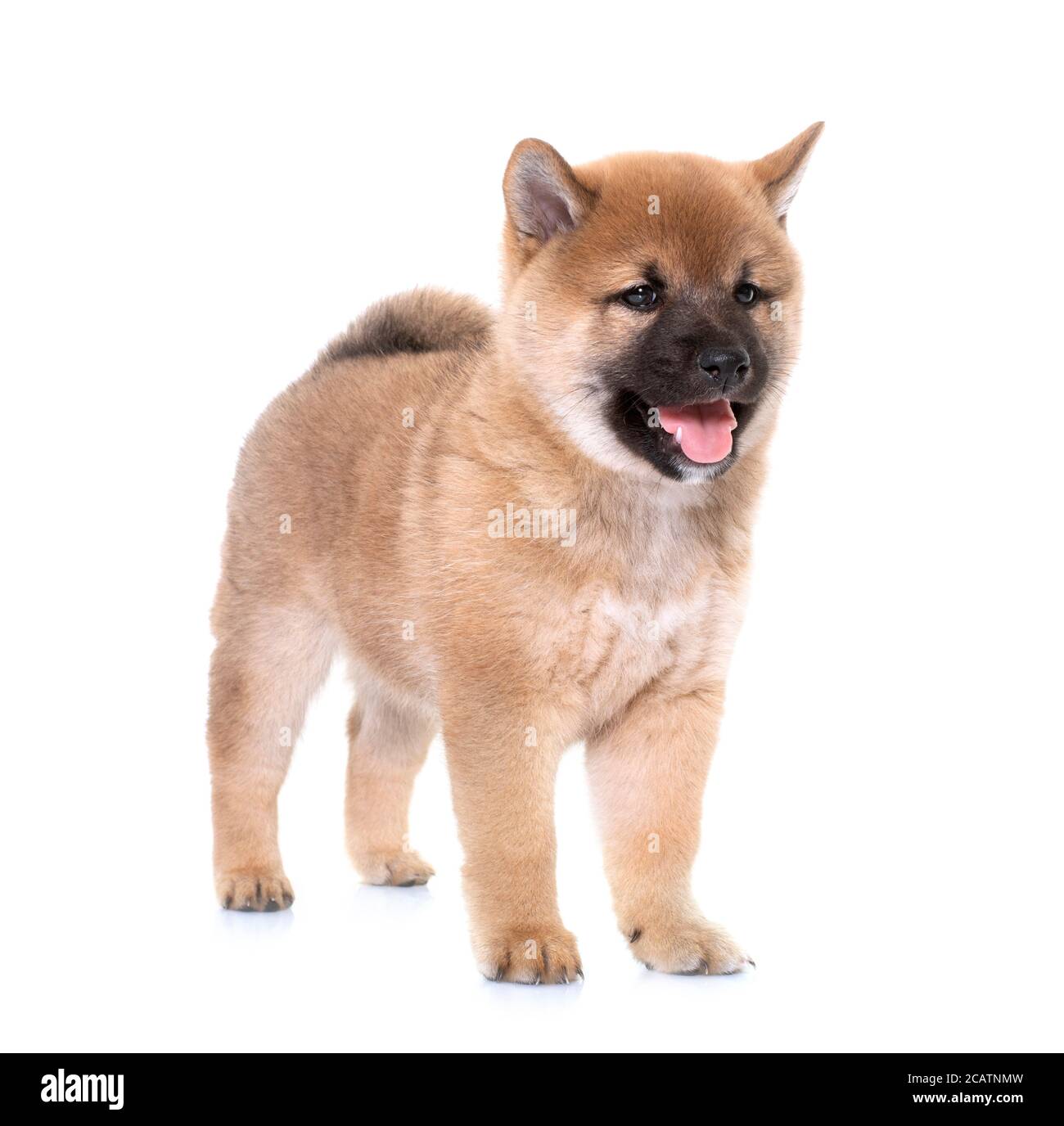 Sunny side hotsell shiba inu rescue