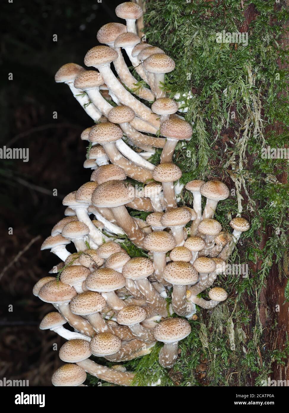 Lots of honey mushrooms (Armillaria sp.) Stock Photo