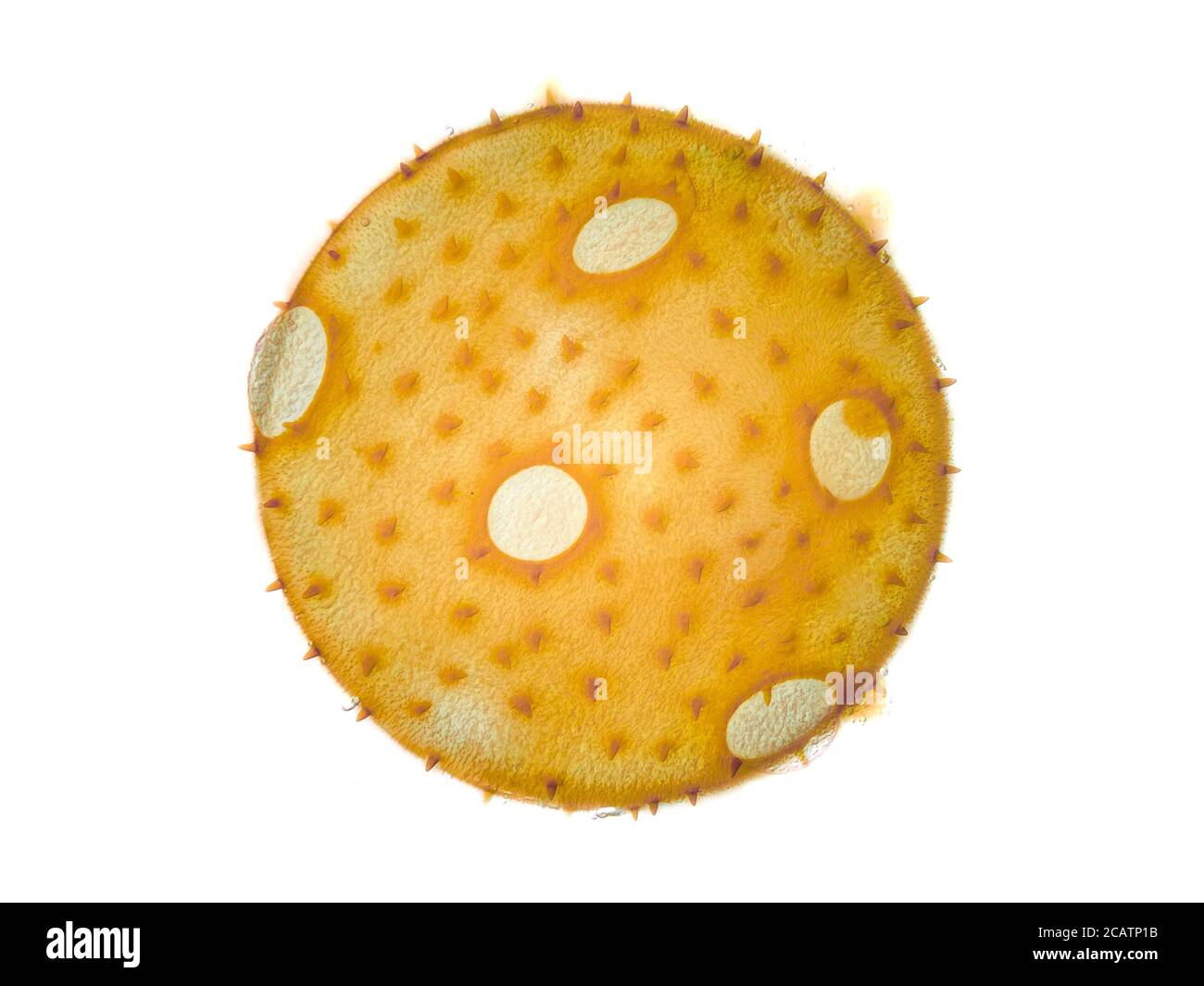 Summer squash (Cucurbita pepo) pollen grain (about 220 micrometers in diameter) under the microscope Stock Photo