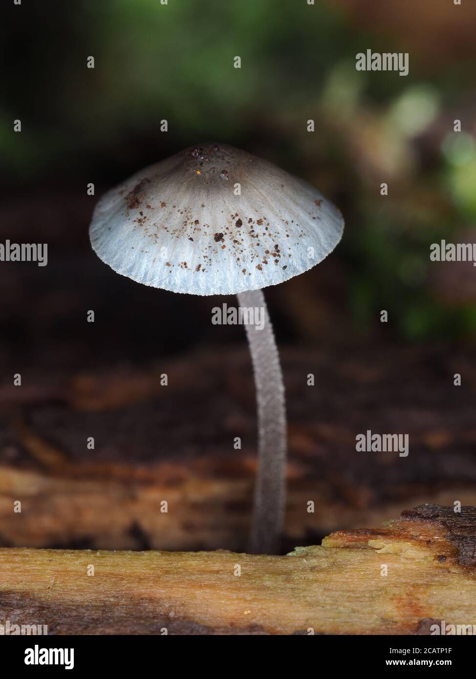 Tiny blue mushroom Stock Photo