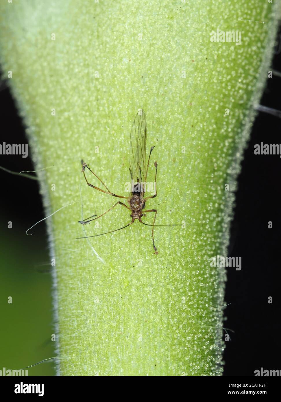 Winged Aphi Tiny winged aphid on tomato stem Stock Photo - Alamy