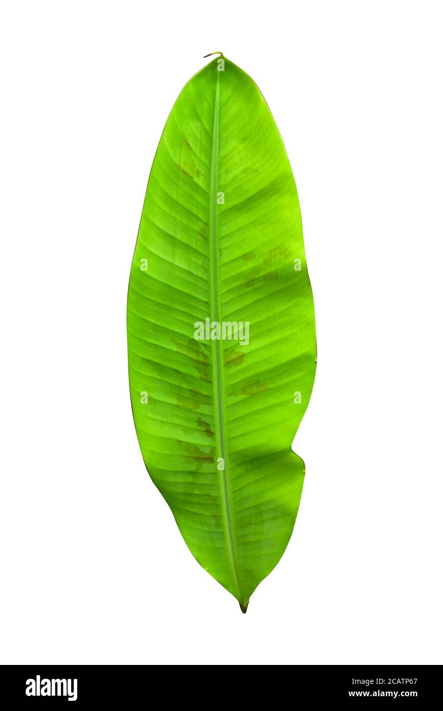 Green banana leaves with unique motifs, isolated on a white background, clipping path included Stock Photo