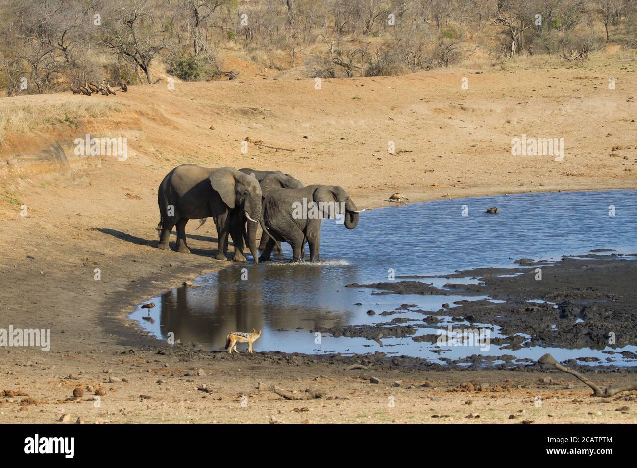 Elephants drinking at a waterhole in Kruger National Park while vultures and a jackal observe Stock Photo