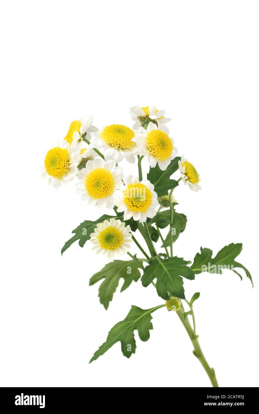 isolated plant against white background Stock Photo