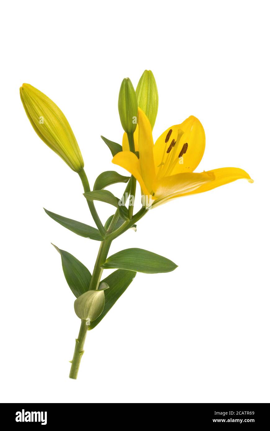 yellow lily against white background Stock Photo