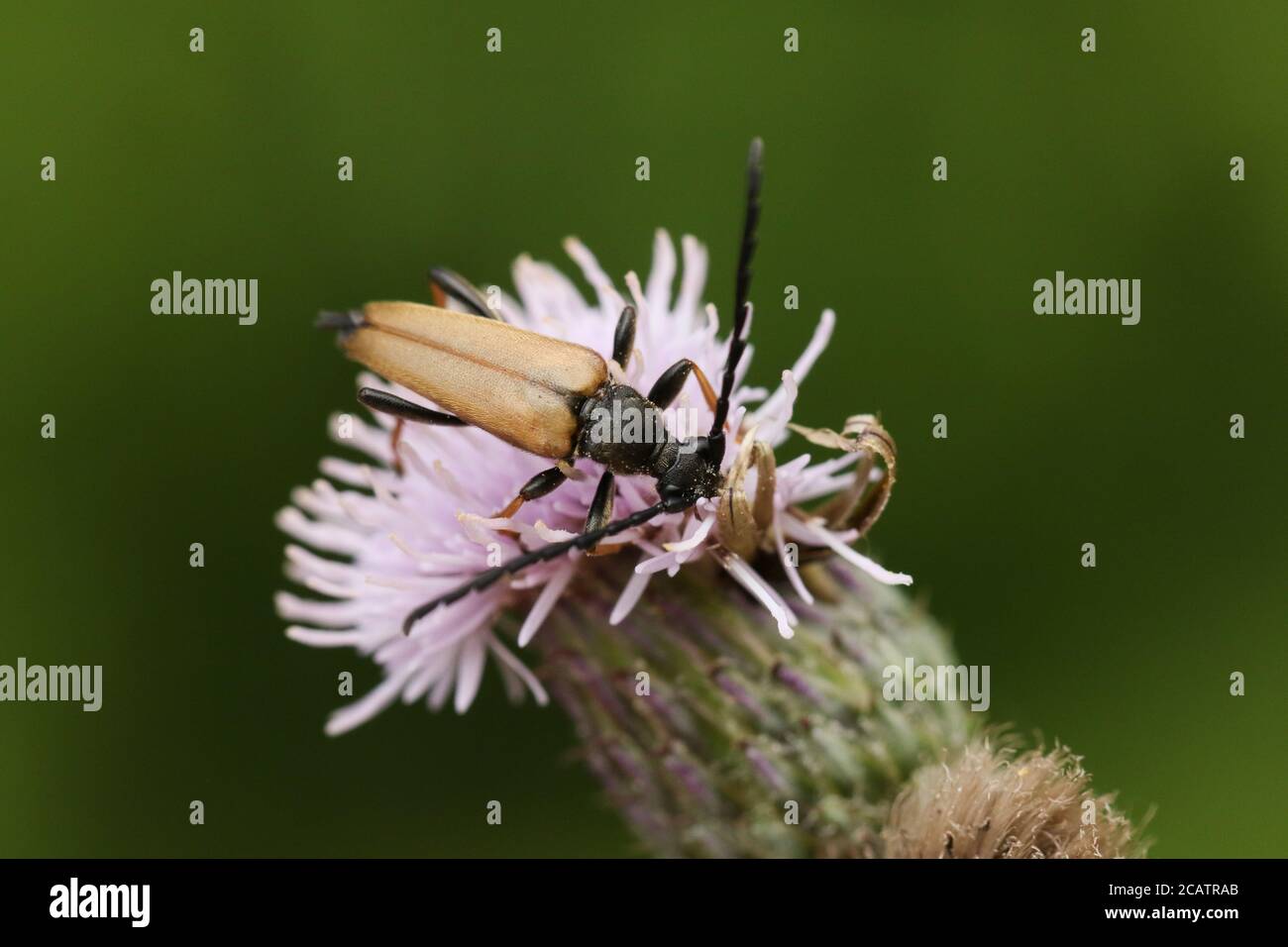 A male Red-brown Longhorn Beetle, Stictoleptura rubra, nectaring on a thistle flower. Stock Photo