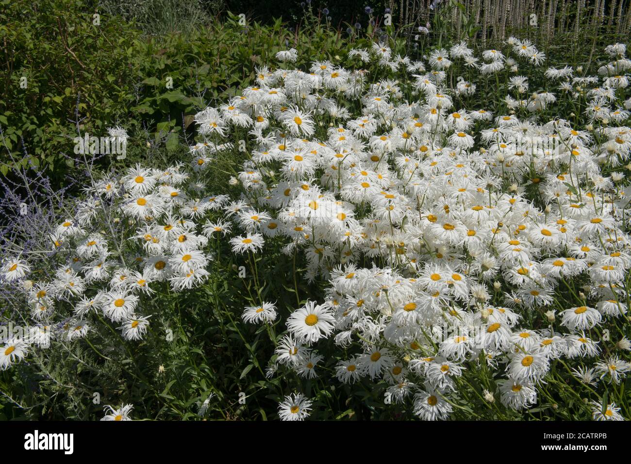 Summer Flowering White Shasta Daisies (Leucanthemum x superbum 'Phyllis Smith') Growing in a Herbaceous Border in a Country Cottage Garden in Rural De Stock Photo