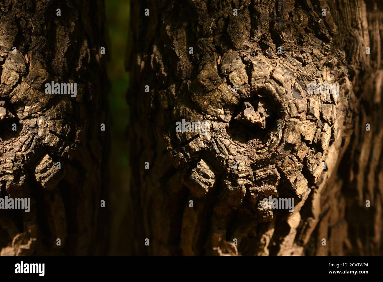 Natural Wood background stock image . Stock Photo