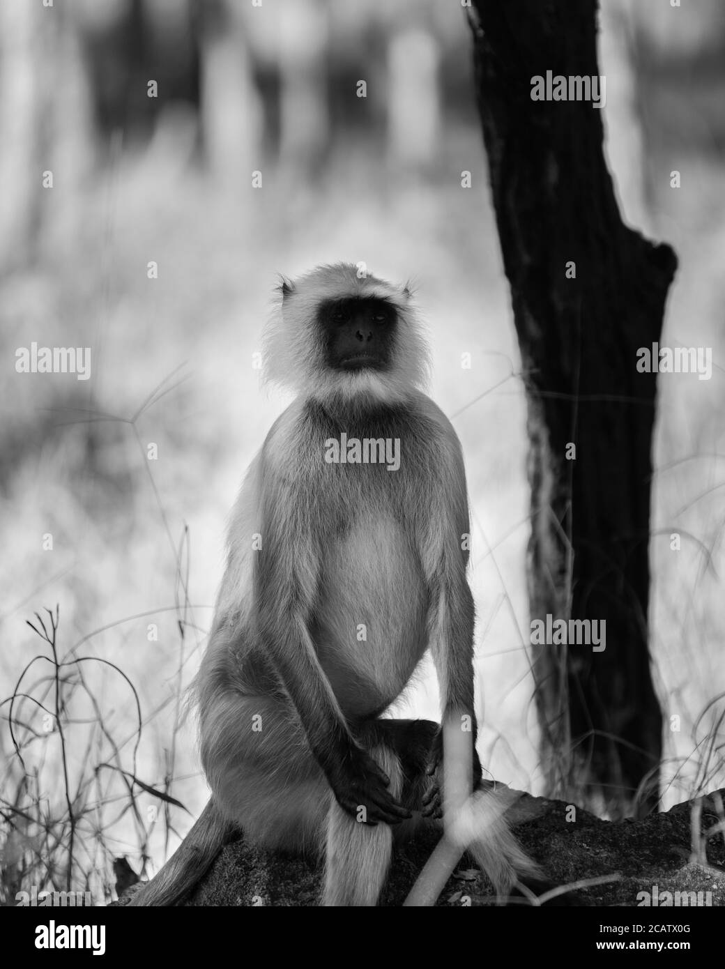 Monkey sitting and posing with eye contact in forest. Black and White photograph Stock Photo