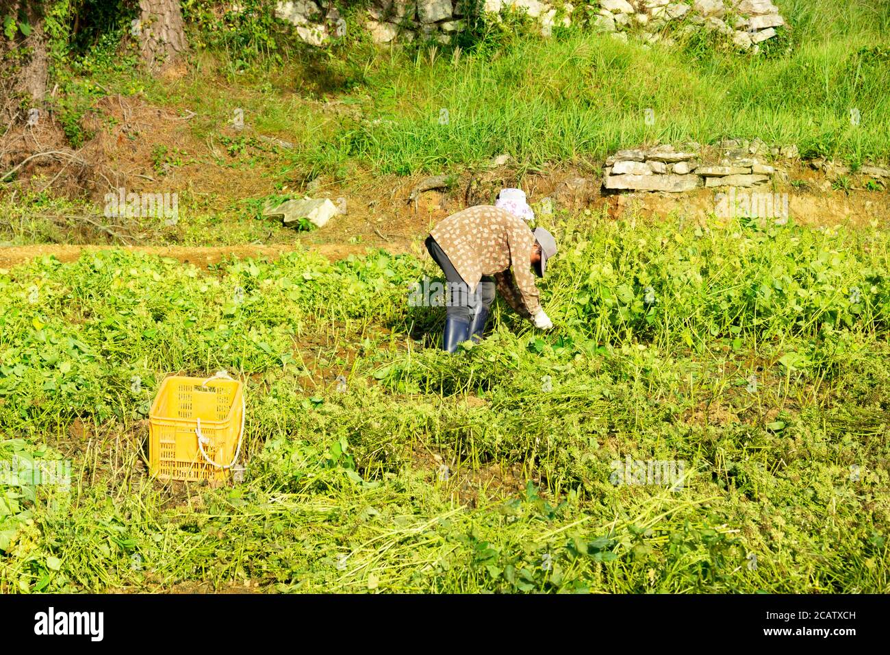 The village agriculture in South Korea Stock Photo Alamy