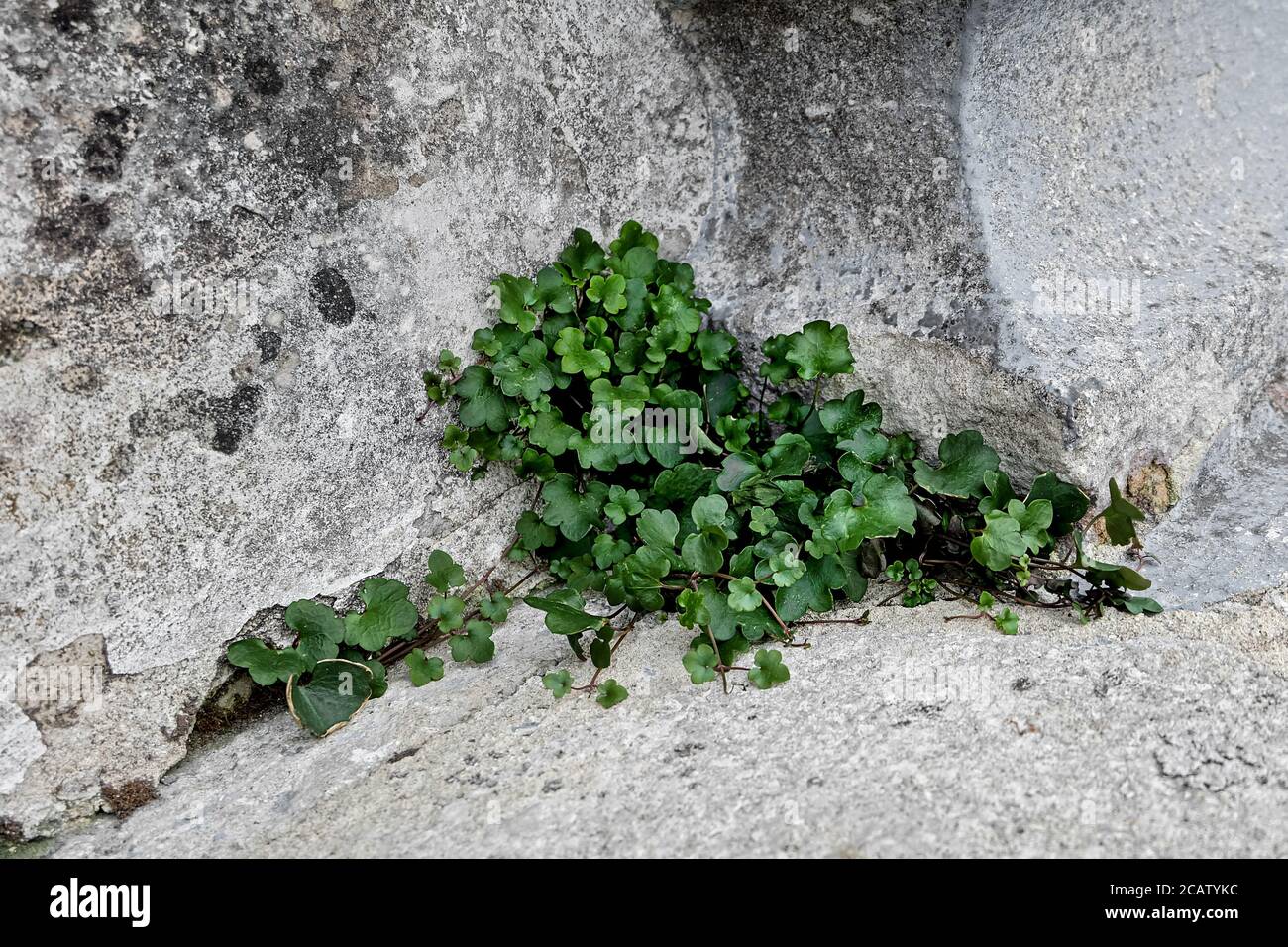 the cymbalaria muralis is a perennial herbaceous plant Stock Photo