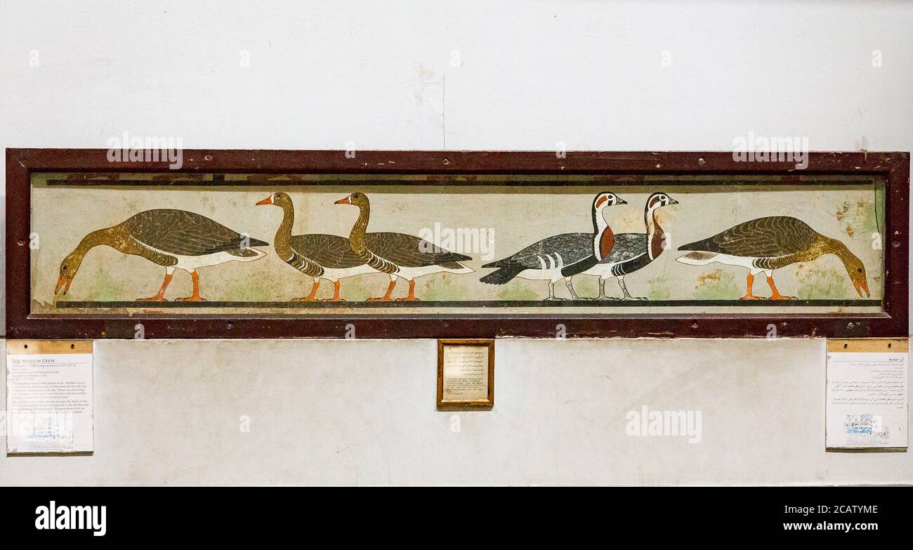 Egypt, Cairo, Egyptian Museum, from the tomb of Nefermaat, Maidum : Part of a wall painting, very famously called the Meidum geese. Stock Photo