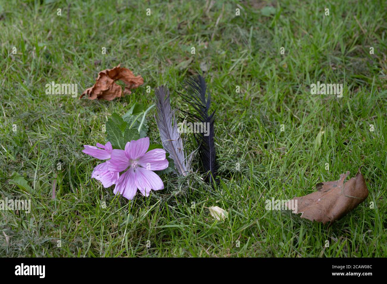 A pink flower in green grass. Black and gray bird feathers and brown leaves Stock Photo