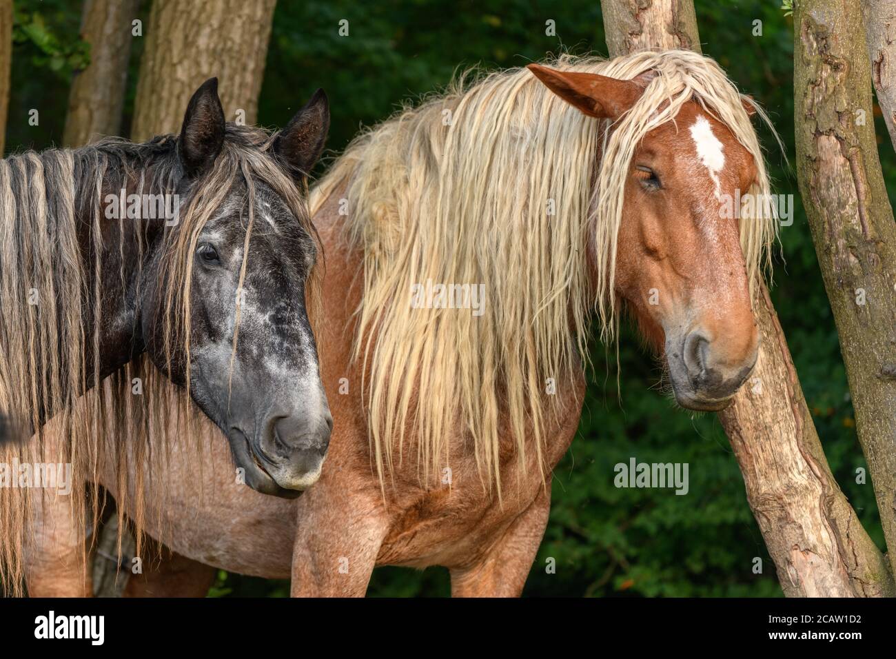 Draft Horse High Resolution Stock Photography And Images - Alamy