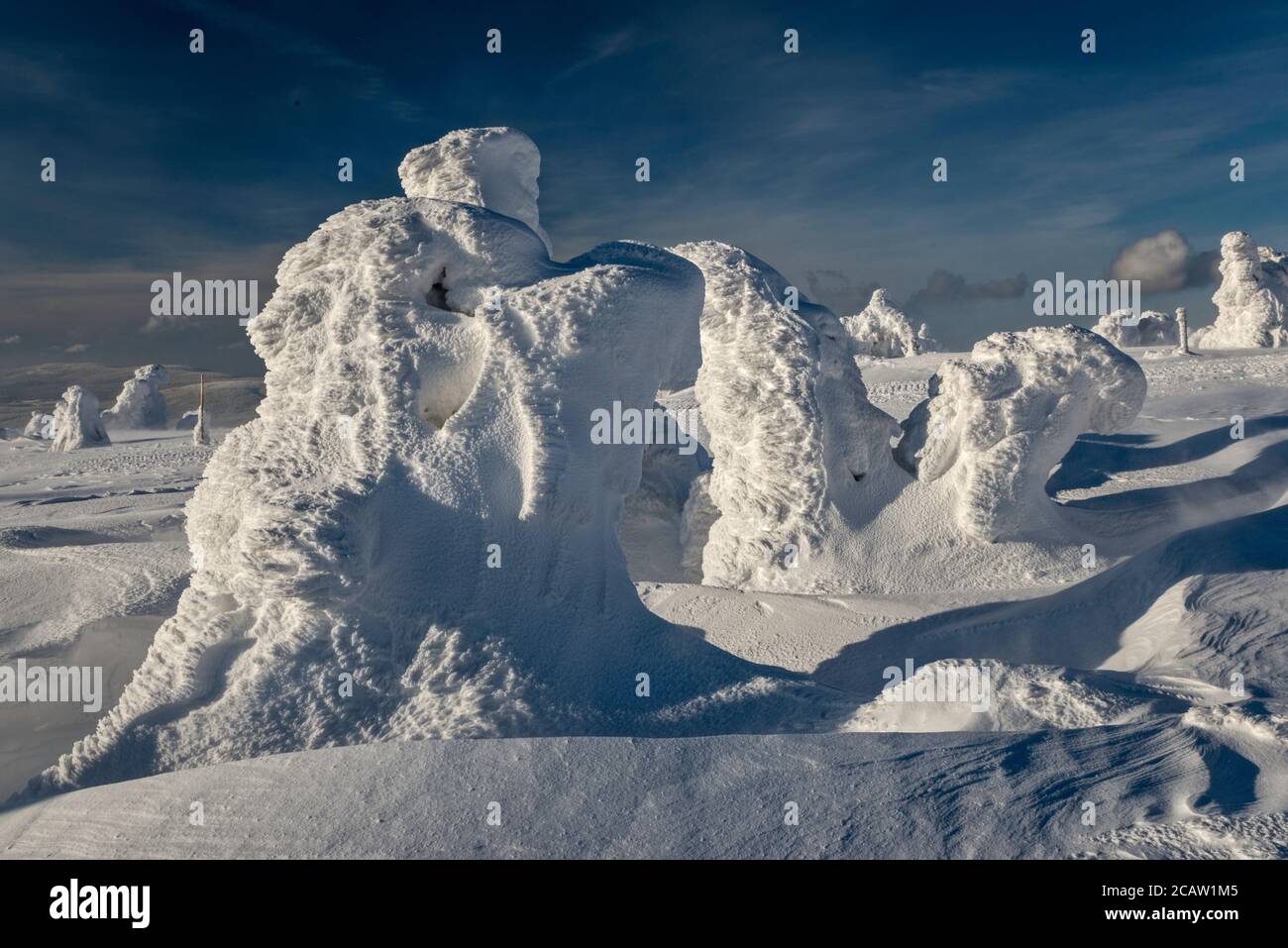 Dwarf mountain pines, ice and snow encased, subalpine zone below summit of Szrenica, Karkonosze National Park, border of Poland and Czech Republic Stock Photo