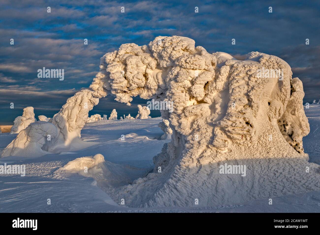Dwarf mountain pines, ice and snow encased, at sunrise, below summit of Szrenica, Karkonosze National Park, at border of Poland and Czech Republic Stock Photo