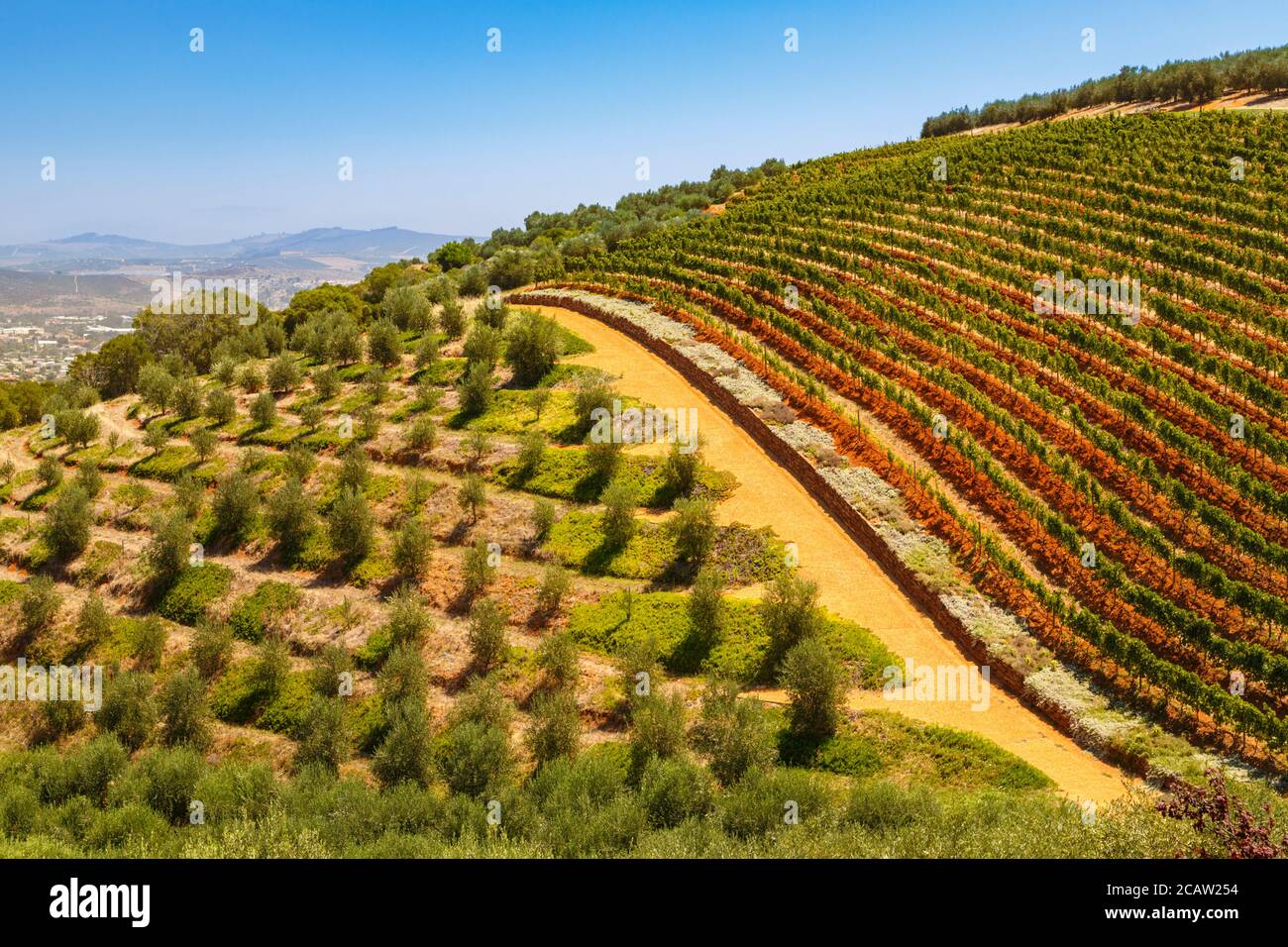 Tokara vinyard with vines and Lavendel in foreground, Stellenbosch, South Africa Stock Photo