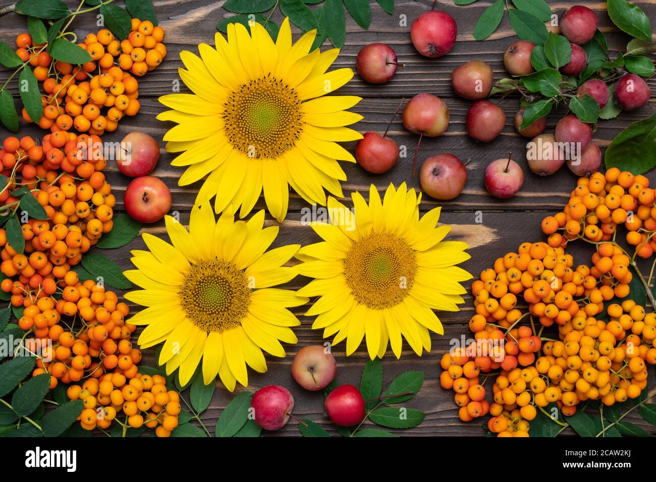 Sunflowers, rowan berries and small red apples on dark wooden rustic boards. Summer background, autumn harvest concept. Colorful postcard, flat lay. S Stock Photo