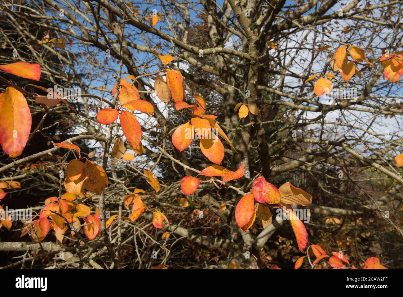 Bright Orange Autumn Leaves of a Tupelo or Black Gum Tree (Nyssa sylvatica) in a Woodland Garden Stock Photo