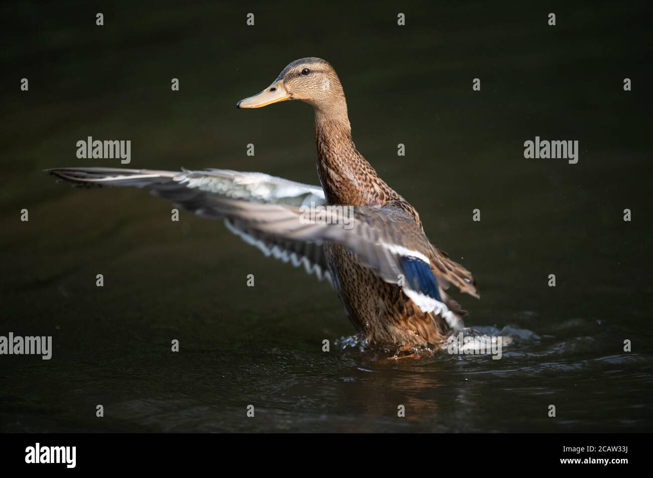 Stockport, UK. 9th August 2020. A mallard hen lands on the water in Bramhall Park as temperatures are expected to reach above 30 degrees centigrade in parts of the UK. © Russell Hart/Alamy Live News. Stock Photo