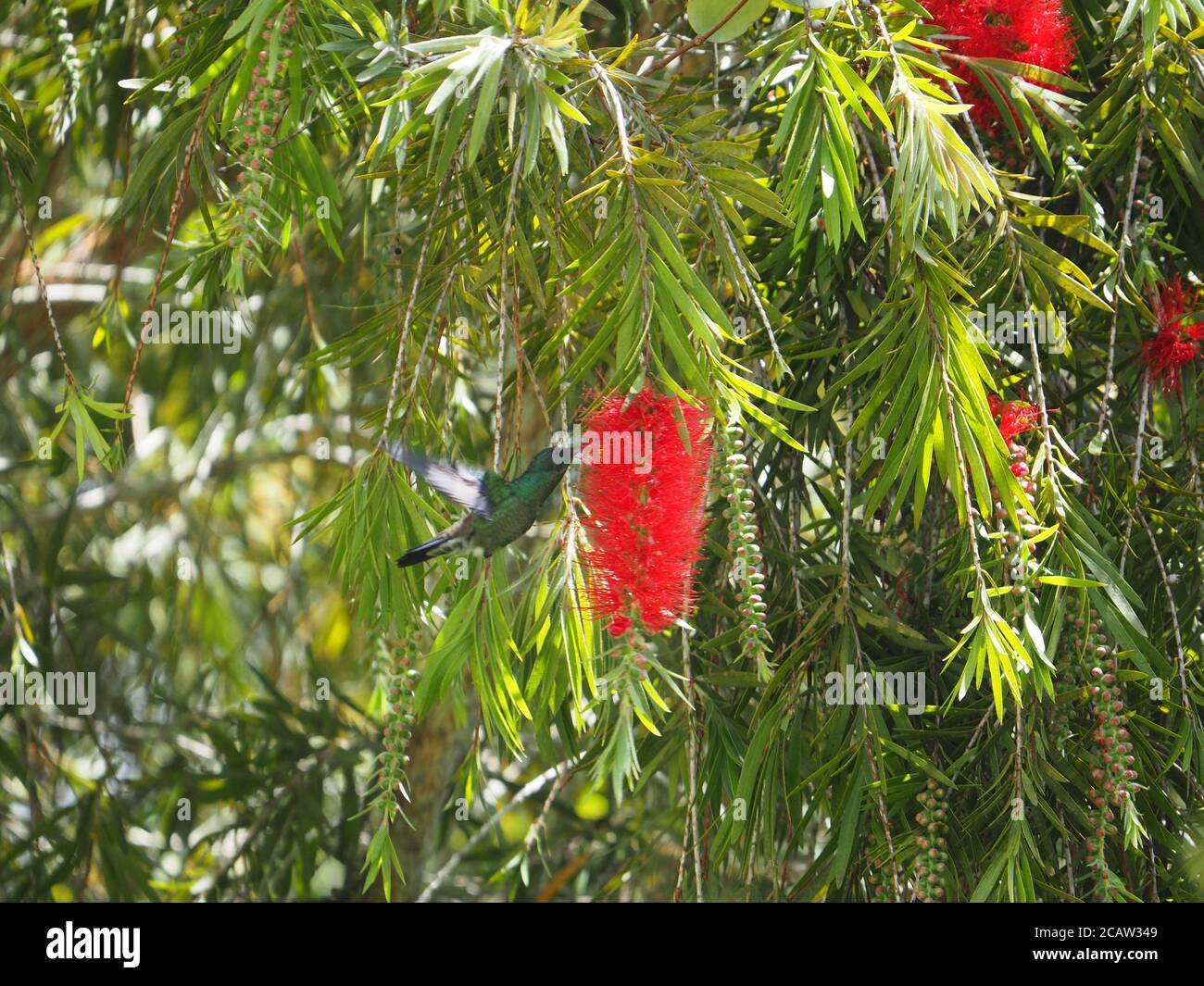 Bird sitting on a branch of a tree with red flowers Stock Photo - Alamy