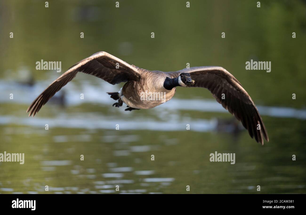 Stockport, UK. 9th August 2020. A Canada Goose takes flight in Bramhall Park as temperatures are expected to reach above 30 degrees centigrade in parts of the UK. © Russell Hart/Alamy Live News. Stock Photo