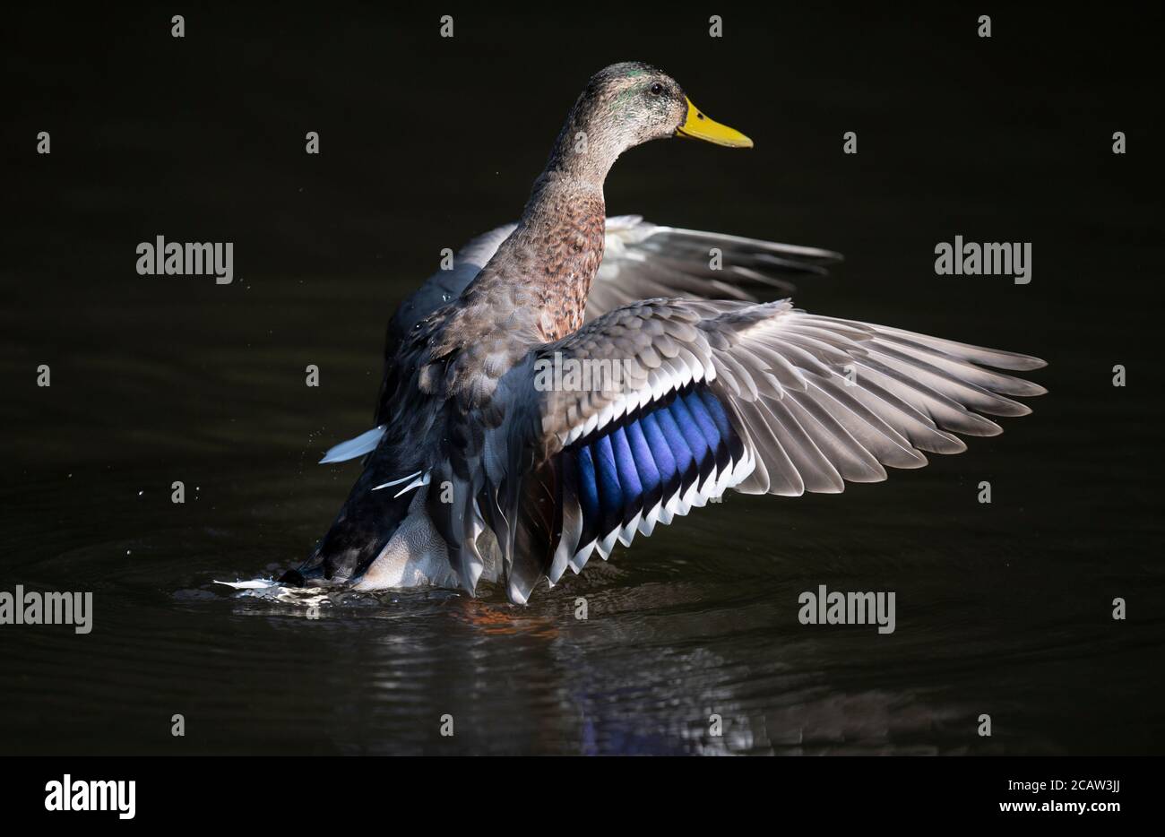 Stockport, UK. 9th August 2020. A mallard hen lands on the water in Bramhall Park as temperatures are expected to reach above 30 degrees centigrade in parts of the UK. © Russell Hart/Alamy Live News. Stock Photo