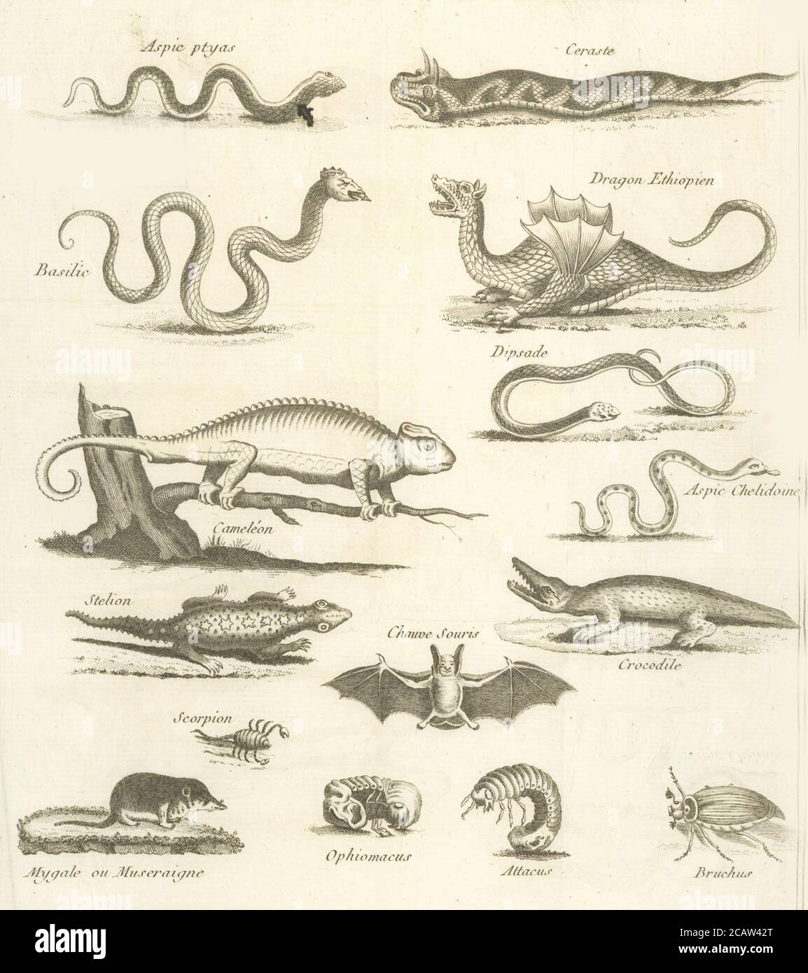 vintage animal illustration vintage classical artistic drawing Stock Photo Alamy