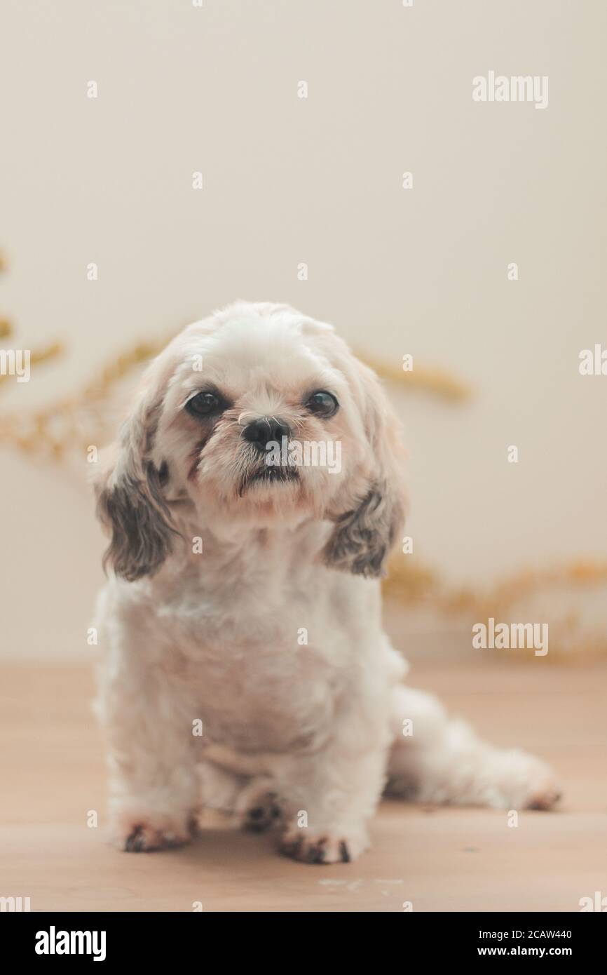 Black and white jack a poo dog hi-res stock photography and images - Alamy
