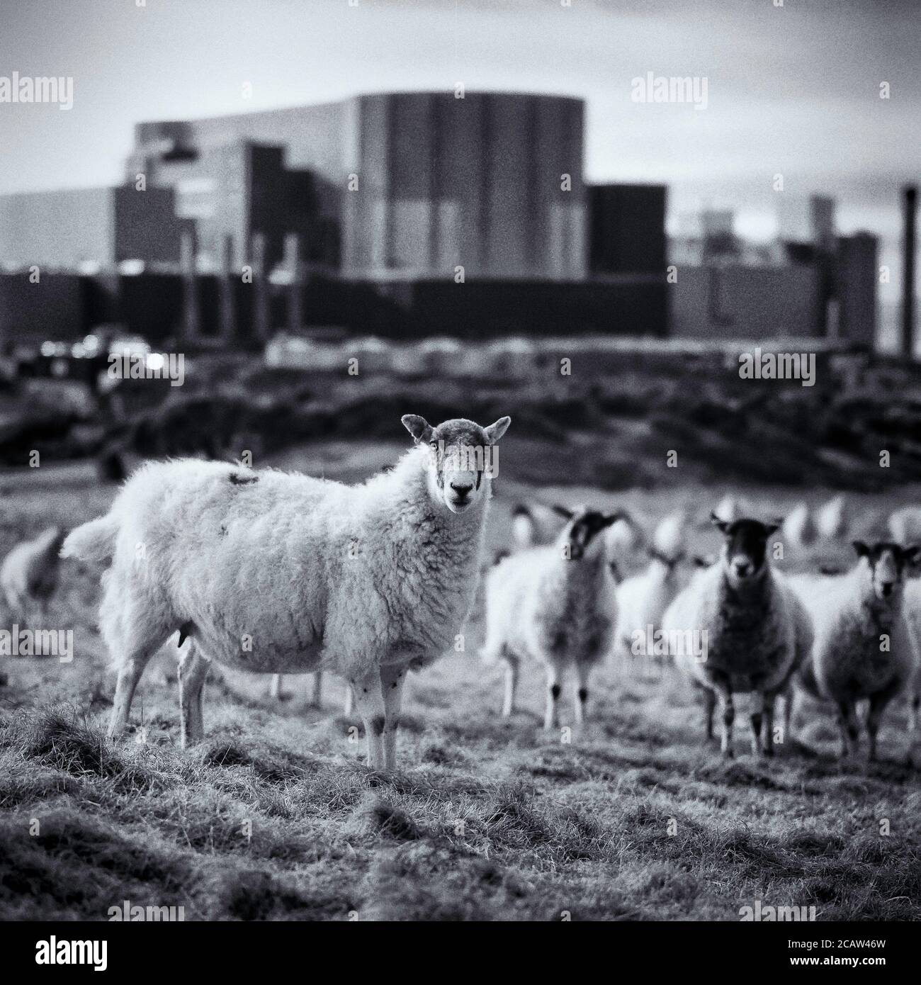 Wylfa (Wylfa Newydd) nuclear power station on CEMAES Anglesey, Wales, UK. With sheep in fore ground. Stock Photo