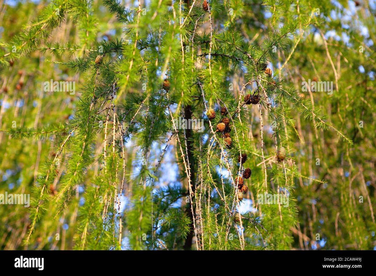 Larix branches and cones background . Larches conifer tree Stock Photo