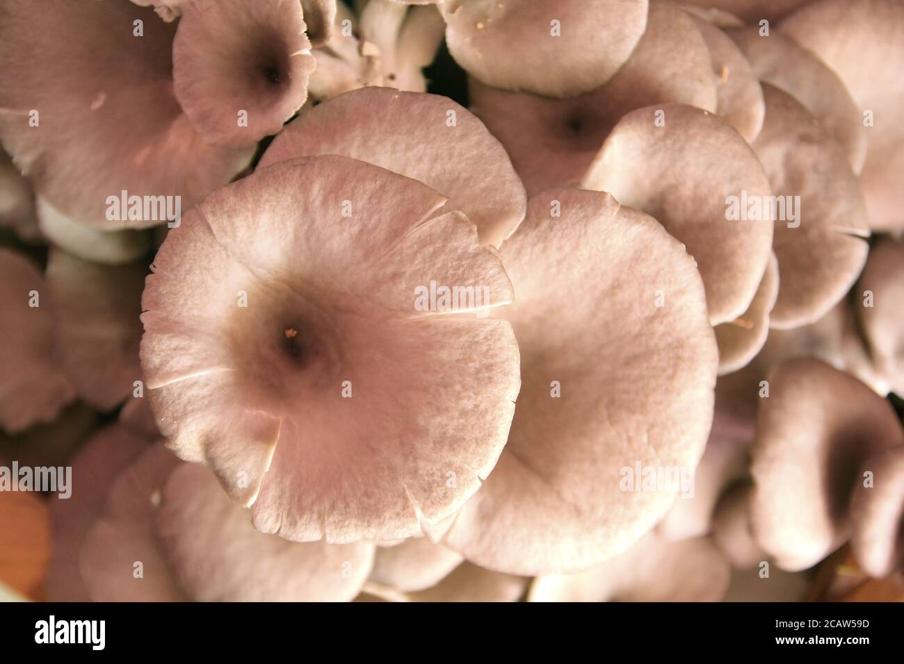 photo of oyster mushroom in nursery bag Stock Photo Alamy