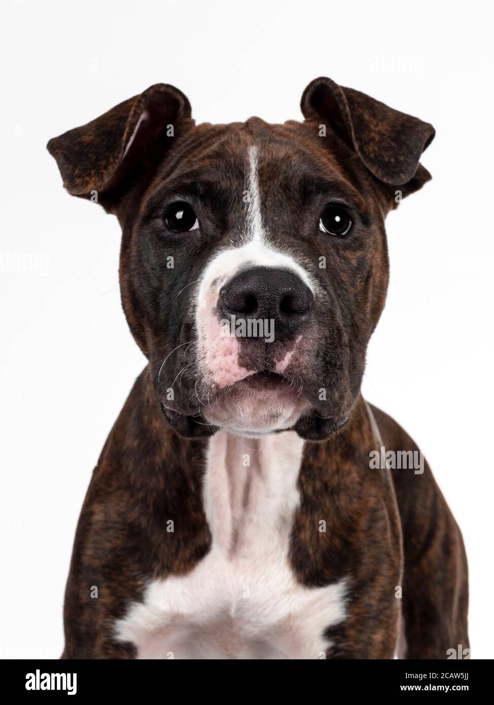 Head shot of young brindle with white American Staffordshire Terrier dog, facing front, looking at camera with dark eyes and floppy ears. Isolated on Stock Photo