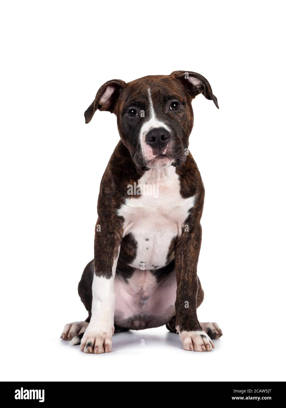 Young brindle with white American Staffordshire Terrier dog, sitting facing front, looking at camera with dark eyes and innocent face. Isolated on whi Stock Photo