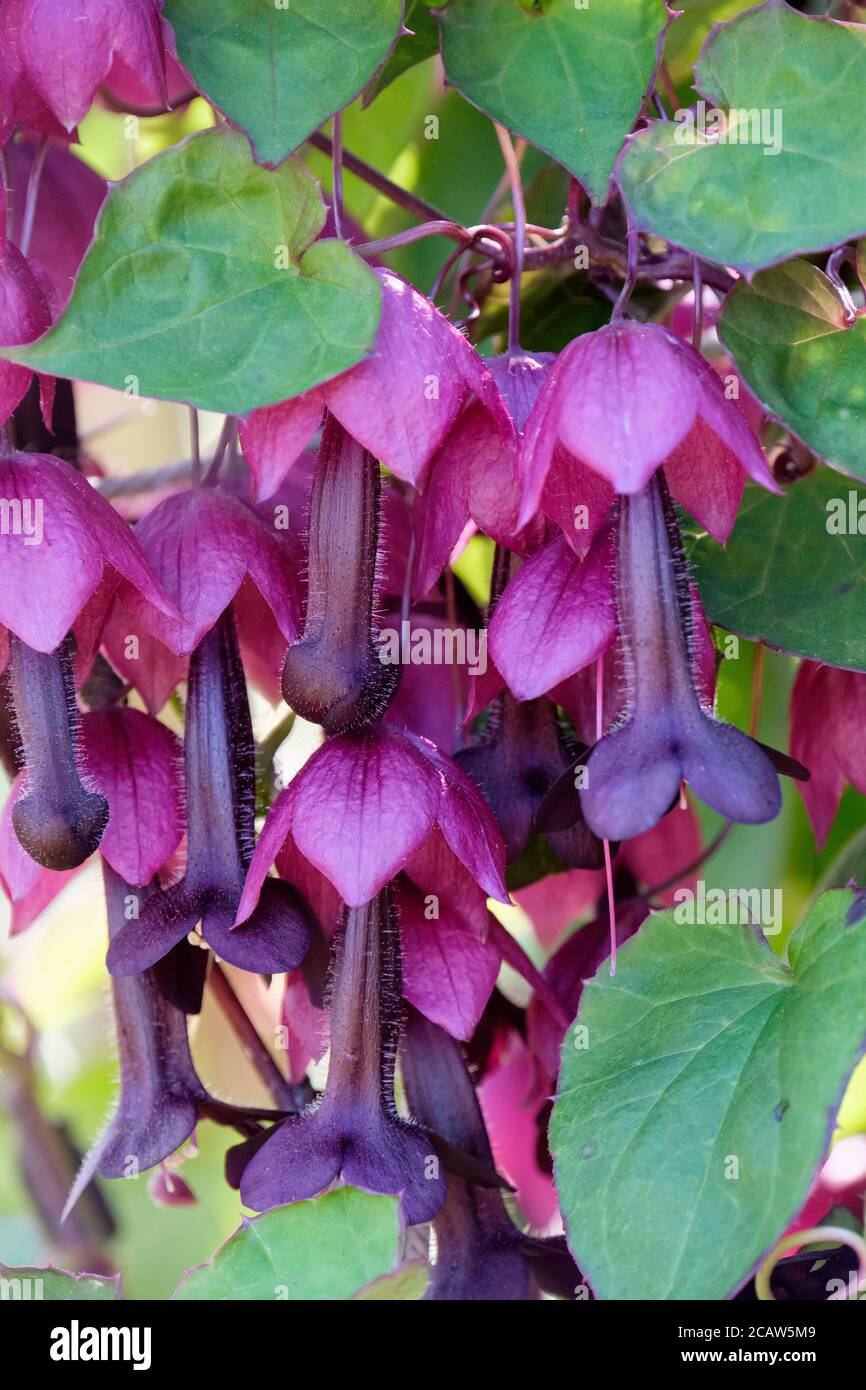 Rhodochiton atrosanguinea. 'Bell Vine. Chinese Bell Vine. Purple bell vine, Purple bellerine. Rhodochiton atrosanguineus 'Purple Bells' Stock Photo
